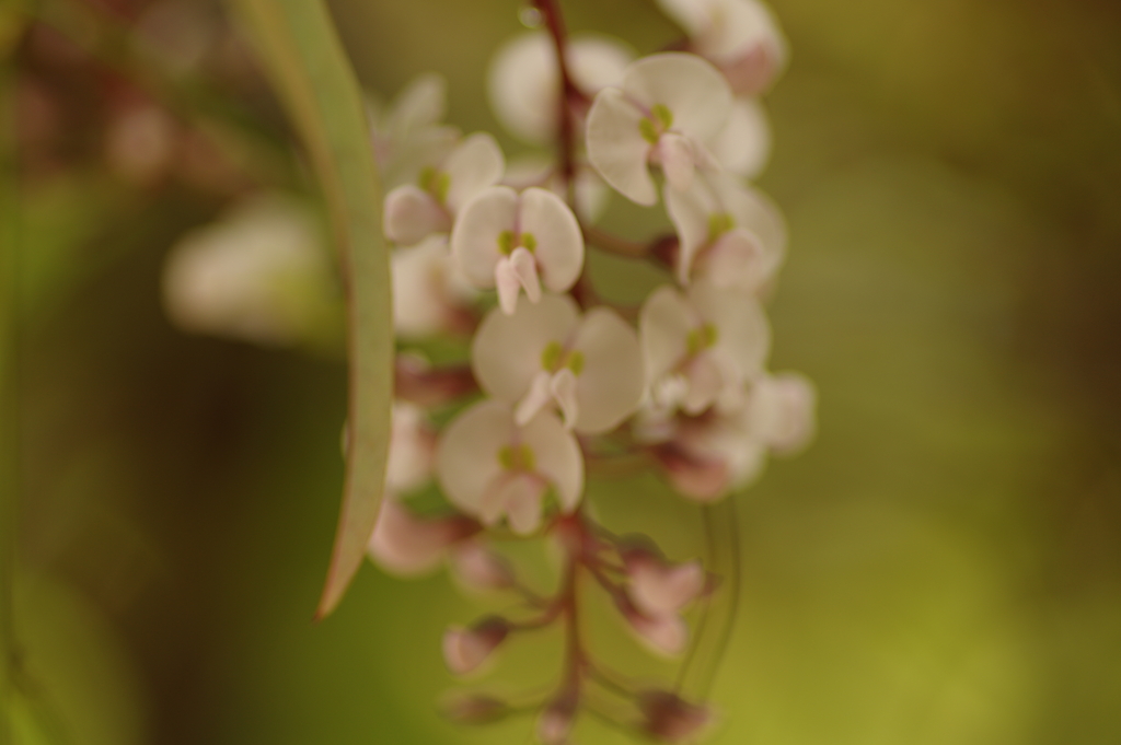 ハーデンベルギア