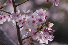 サクラサク別日