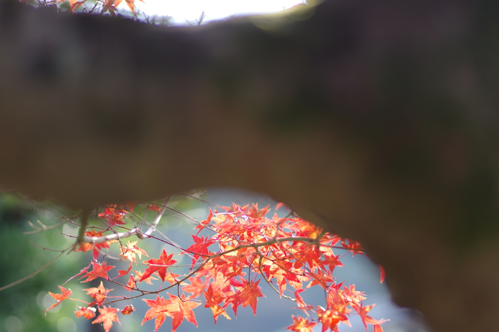 ようやく色づいた庭紅葉