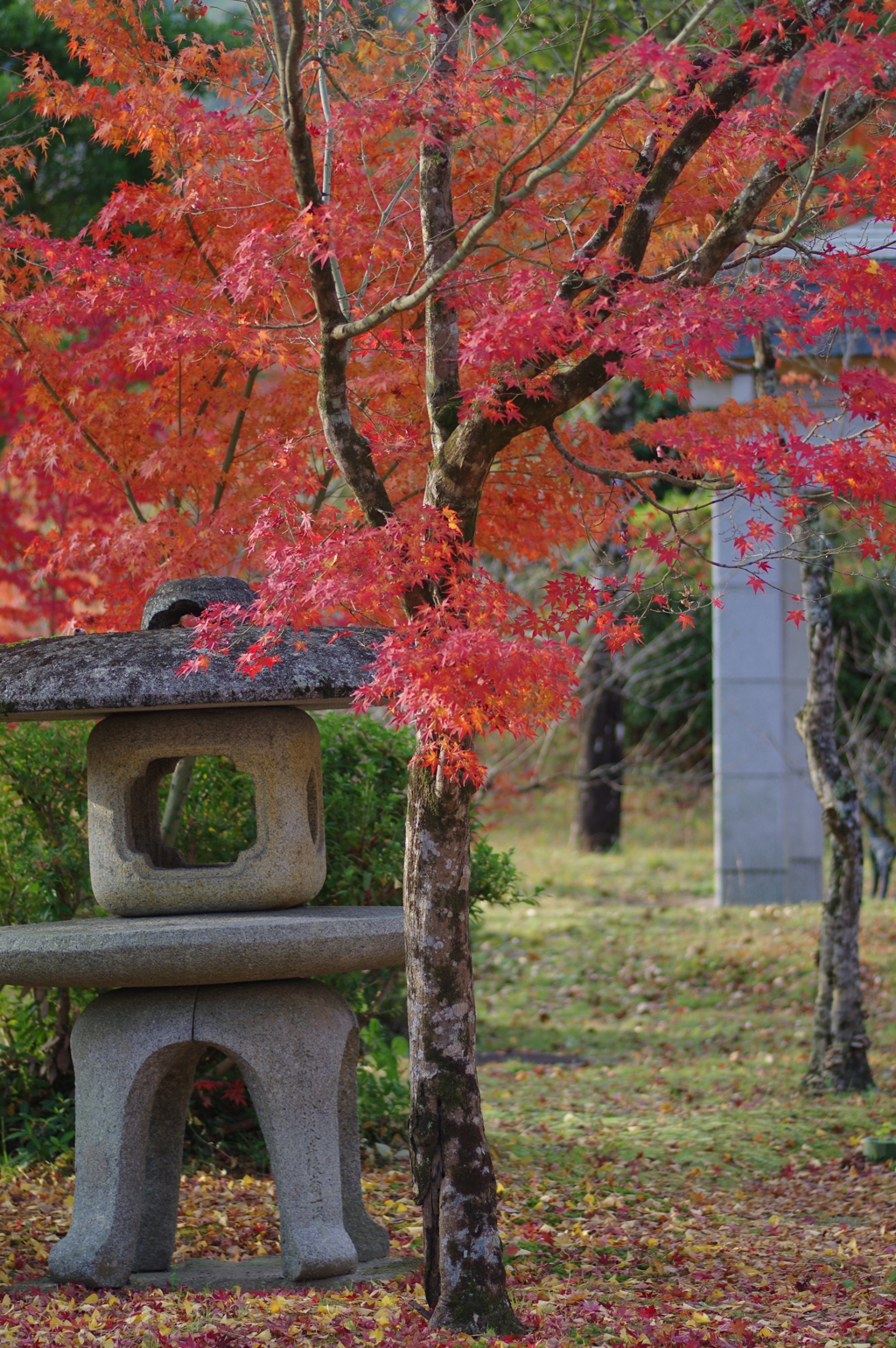 伊藤公記念公園の紅葉