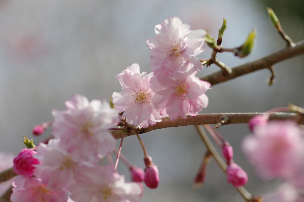 今年の桜は見頃が撮れず