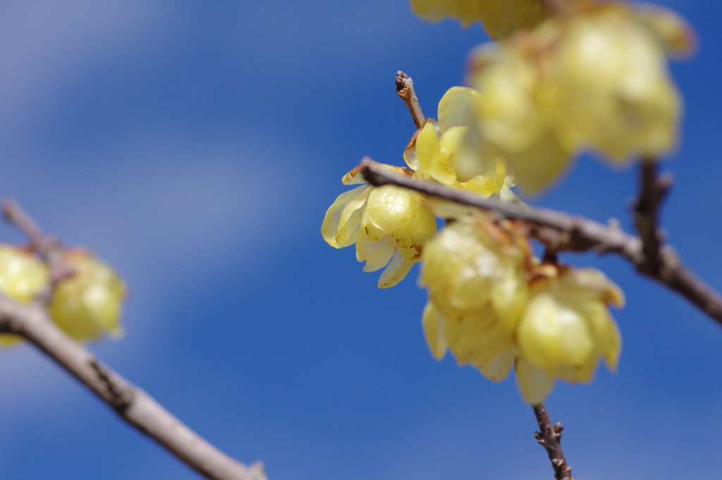 蝋梅もマクロで