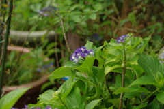 梅雨と紫陽花