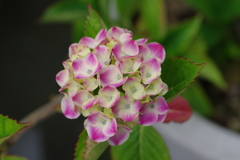 次々開花する紫陽花