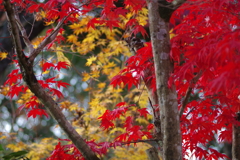 伊藤公記念公園の紅葉