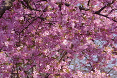 河津桜2021