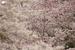 雨上がりお花見2021