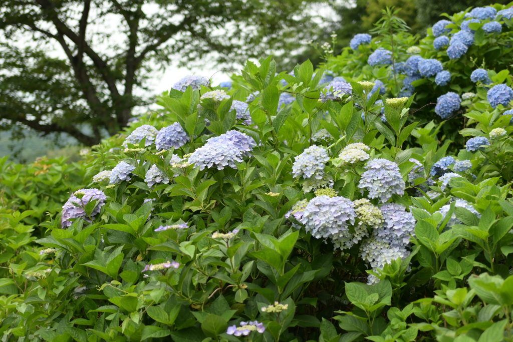 一眼持ってあじさい園へ