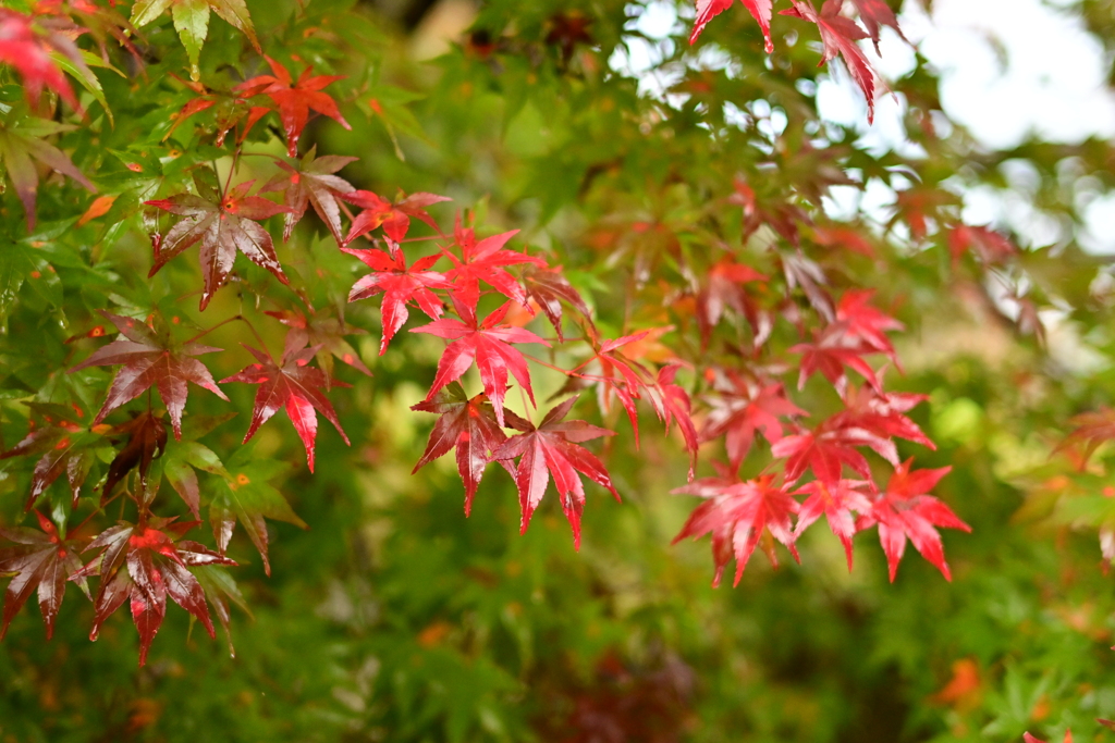 夫婦で紅葉狩り