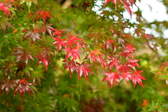 夫婦で紅葉狩り