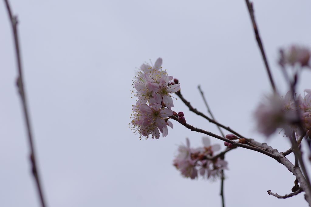 庭の桜