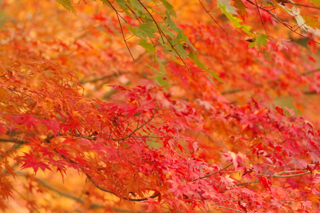 紅葉狩り２０２１