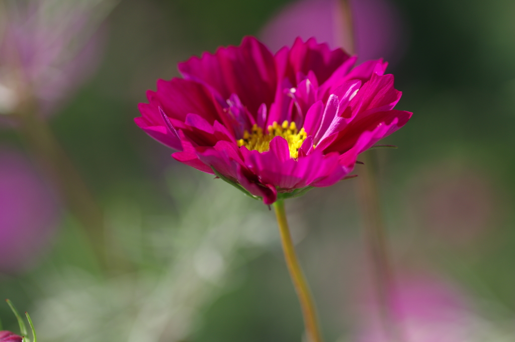 秋桜