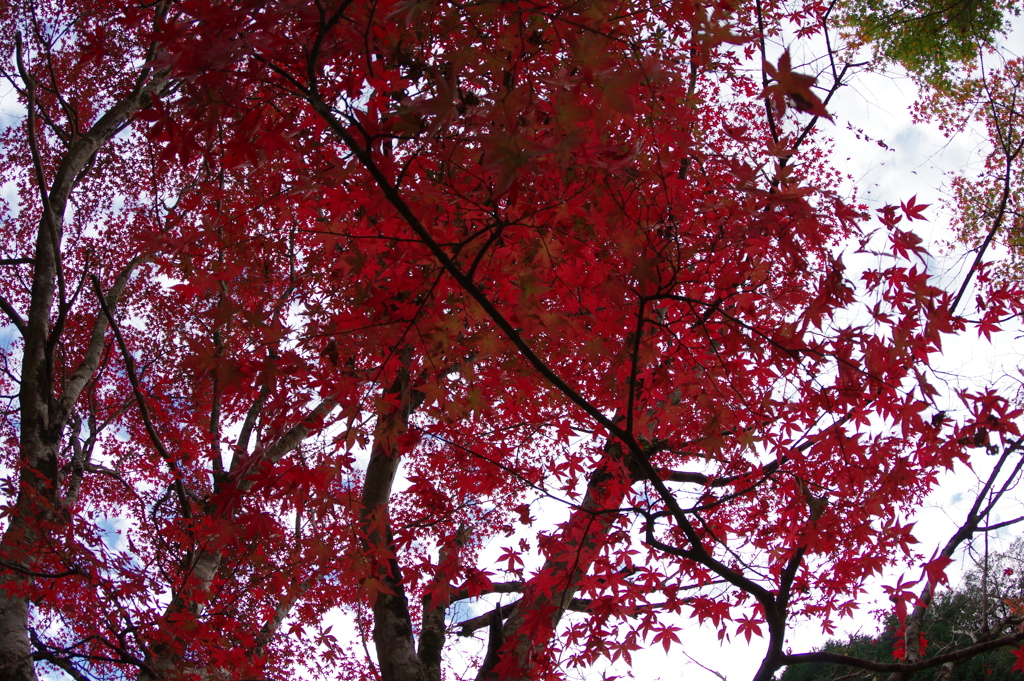 親子で紅葉狩り