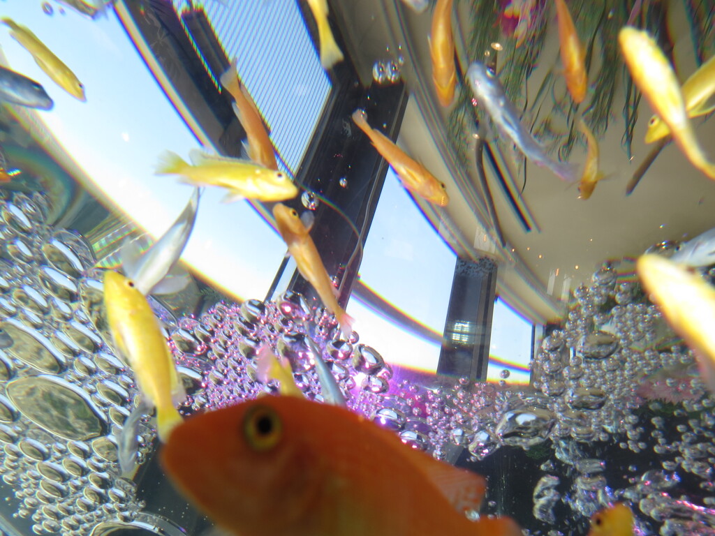 ソラキン