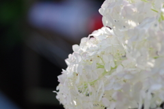 実家の紫陽花