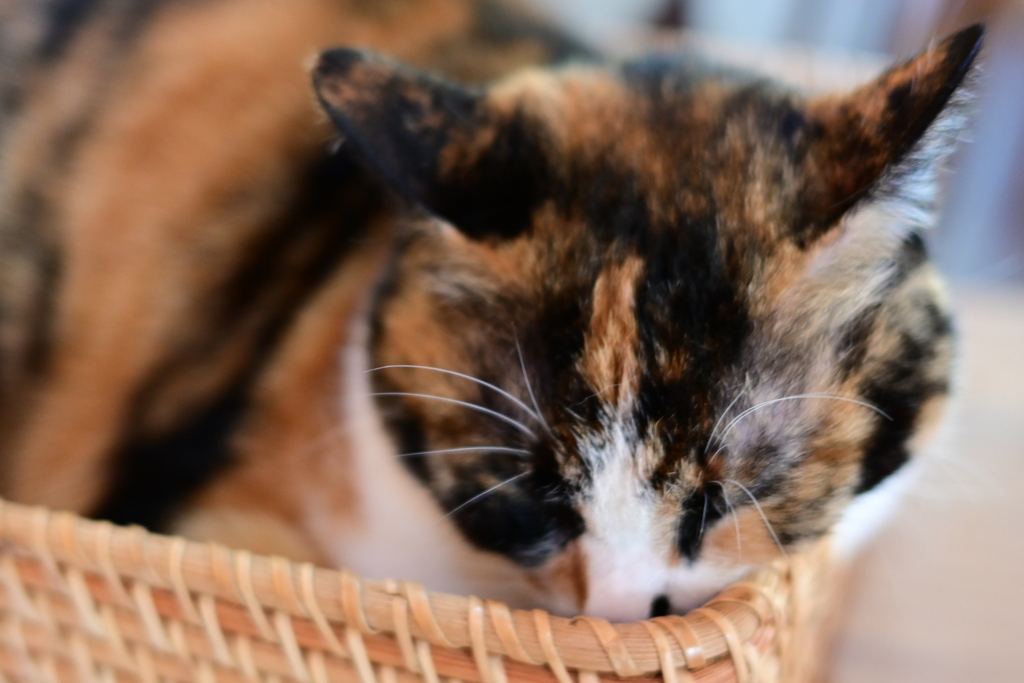 山猫軒