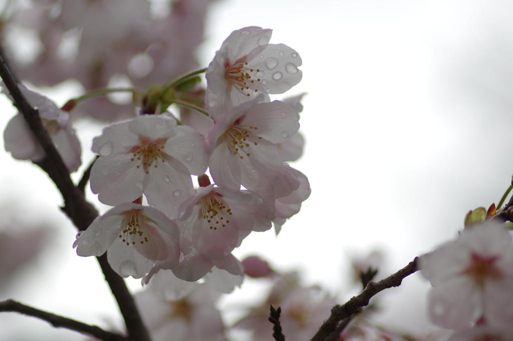 雨上がり一人でお花見