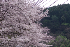 続花見は写真で