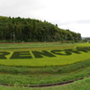田んぼアート２０１８