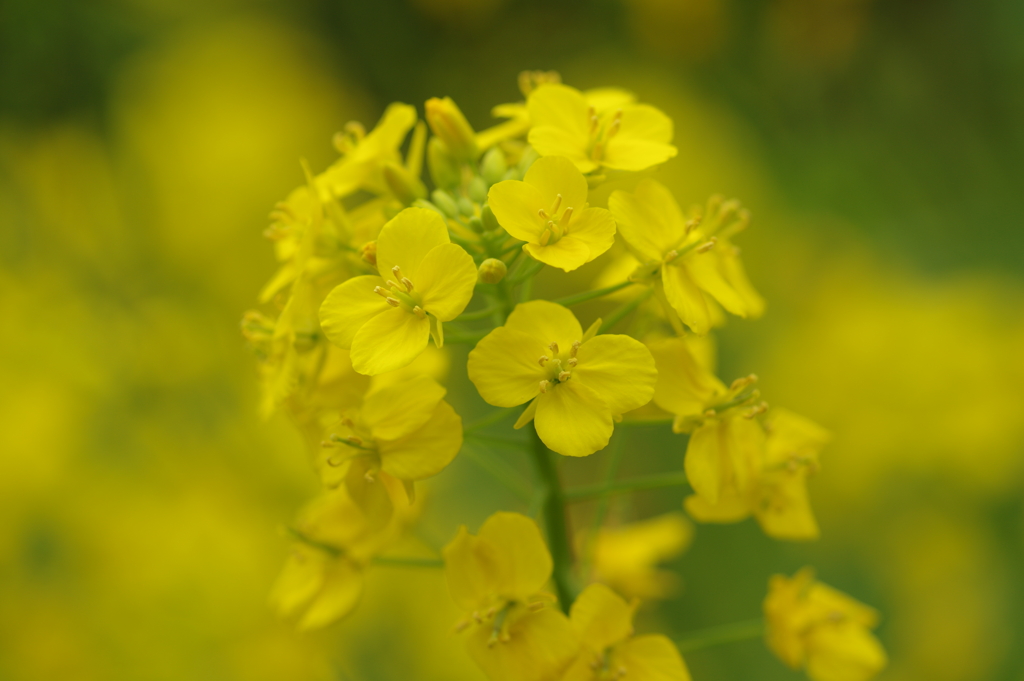 花見はカメラで