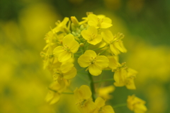 花見はカメラで