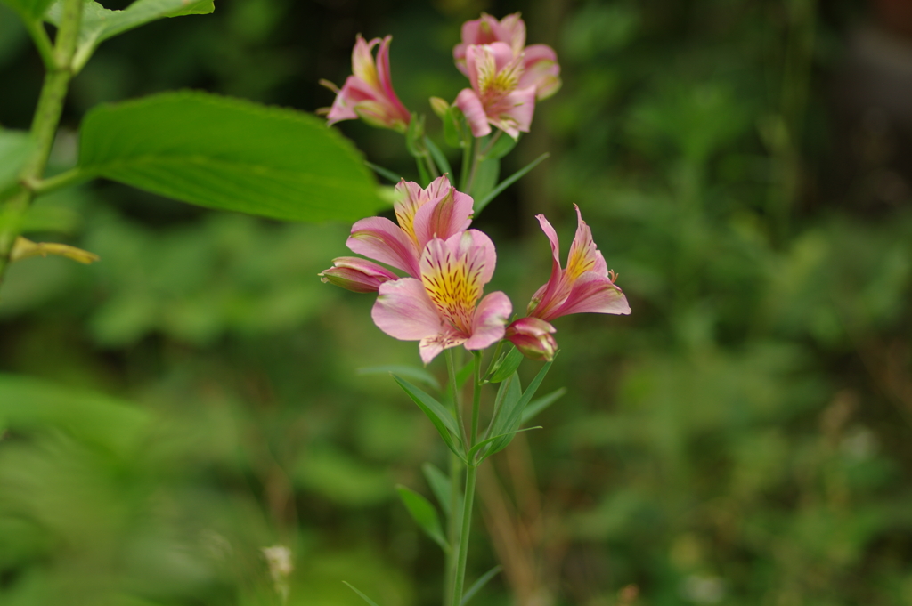 ホワイトバランスを変えて