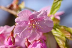 河津桜2021