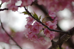 家族で河津桜