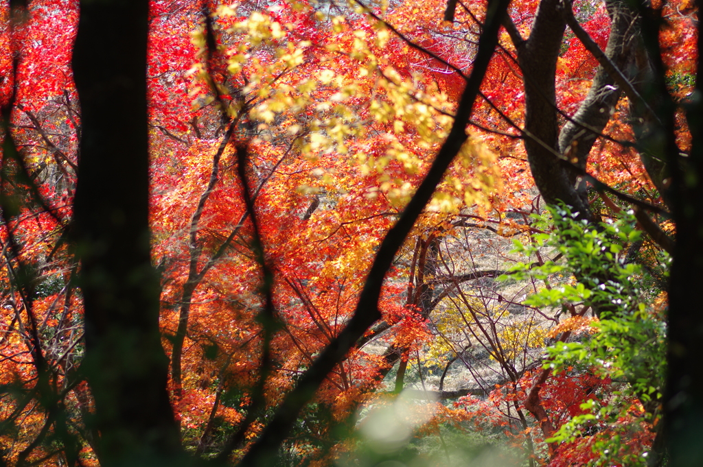 伊藤公記念公園の紅葉