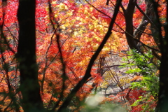 伊藤公記念公園の紅葉
