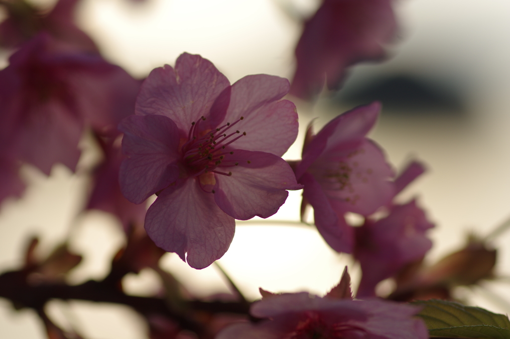 家族で河津桜