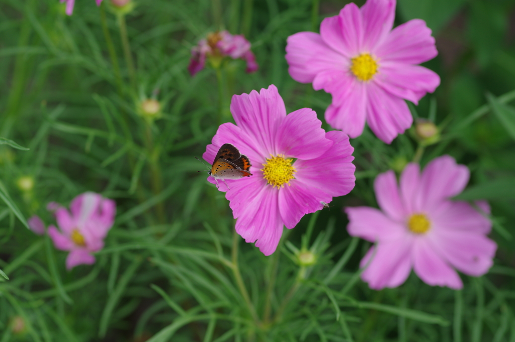 やまぐちフラワーランド