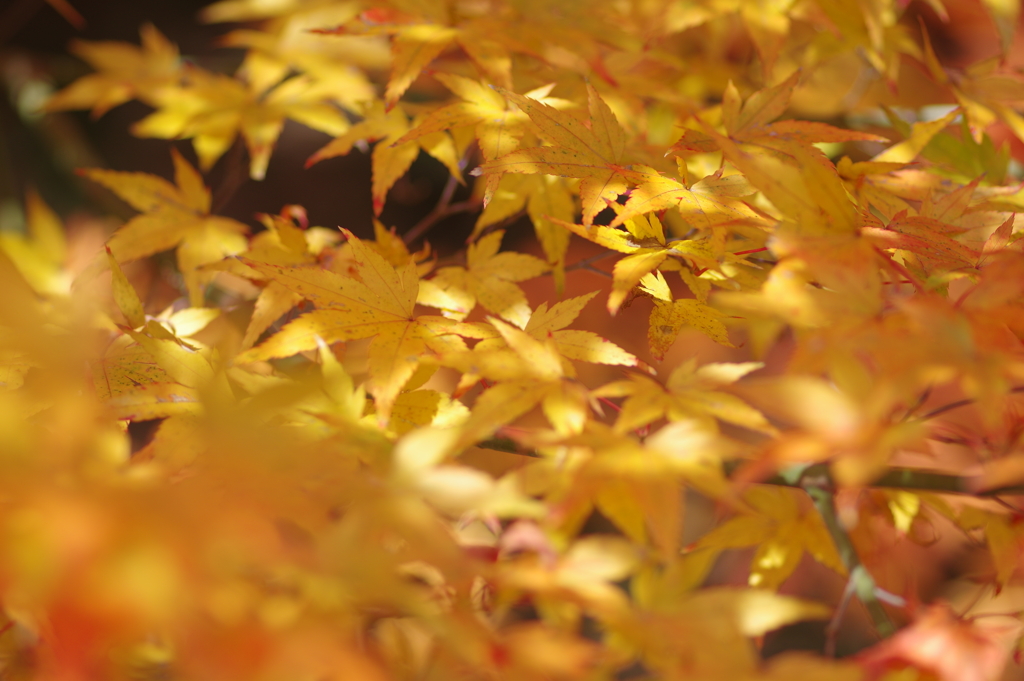 伊藤公記念公園の紅葉