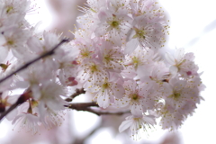 庭の桜
