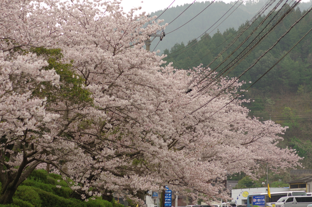 雨上がりお花見2021