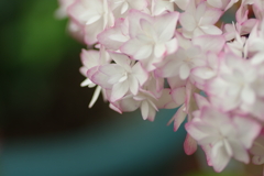 庭紫陽花