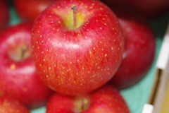 fruit