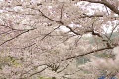雨上がりお花見2021
