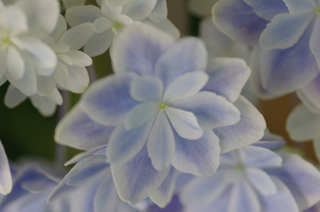 母の日のプレゼント