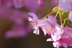 河津桜2021