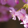 河津桜2021