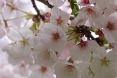 続花見は写真で