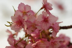 河津桜2021