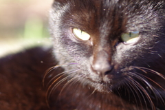black cat