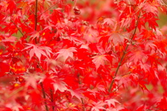 紅葉狩り２０２１