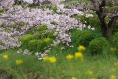 続花見は写真で