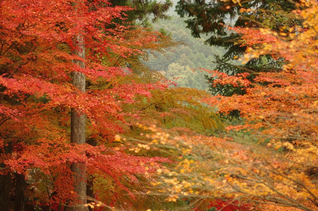 紅葉狩り２０２１