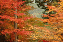 紅葉狩り２０２１