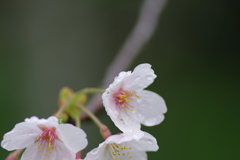 雨上がり一人でお花見